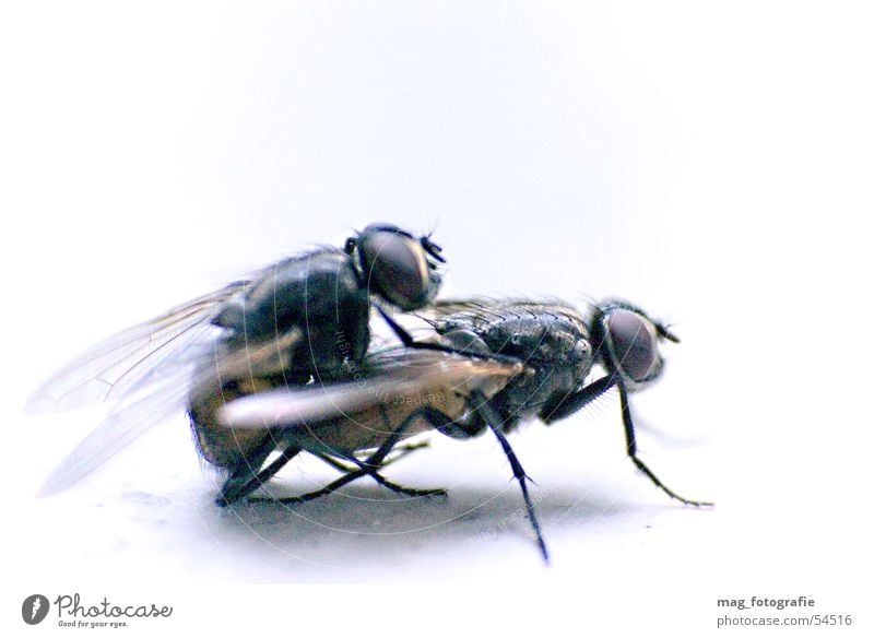 fly pairing Propagation Macro (Extreme close-up) Insect Animal Fly Flying