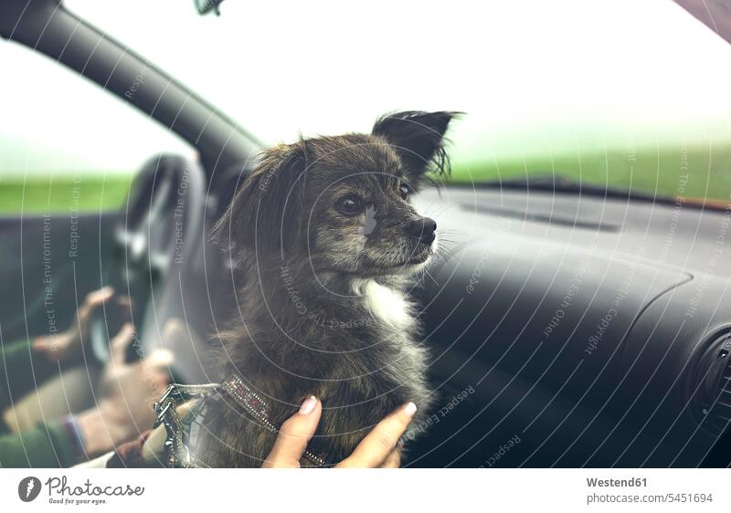 Portrait of small dog inside of car looking aside while travelling automobile Auto cars motorcars Automobiles dogs Canine watching traveling driving drive