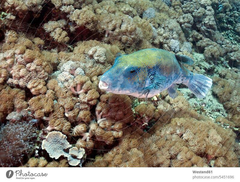 Indonesia, Bali, Nusa Lembongan, blue-spotted pufferfish, Arothron caeruleopunctatus Indian Ocean dotted flecked mottled speckled open opened one animal 1 mouth