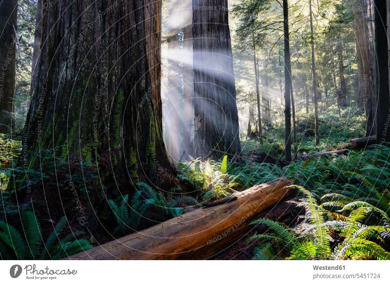 USA, California, Crescent City, Jedediah Smith Redwood State Park, redwood trees, sunbeams tranquility tranquillity Calmness Unesco World Heritage Natural Site