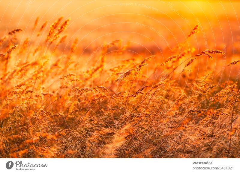 Great Britain, Scotland, East Lothian, wild grasses backlit by the sun at sunset shining shine focus on foreground Focus In The Foreground