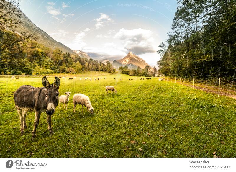 Slovenia, Bovec, Kanin Valley, sheeps and donkey on a pasture equus asinus donkeys flock of sheep animal themes rural scene Non Urban Scene landscape landscapes