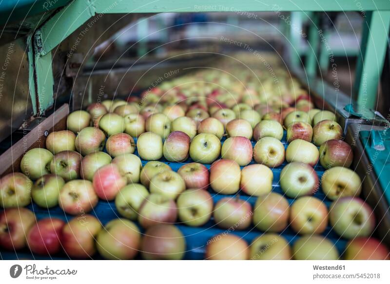 Apples in factory on conveyor belt industry industrial machine automation Conveyor Belts food processing plant focus on foreground Focus In The Foreground