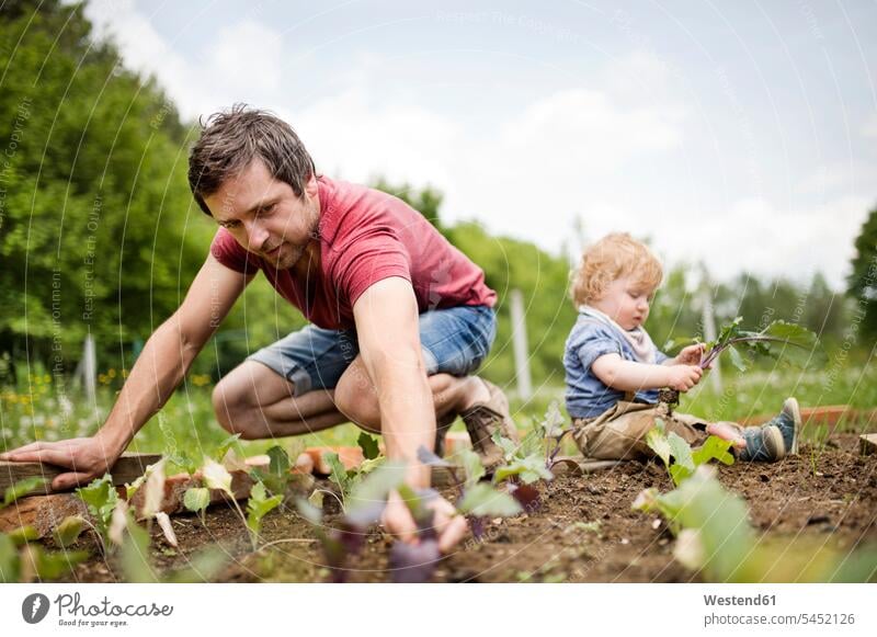 Father with his little son in the garden planting seedlings sons manchild manchildren gardens domestic garden father pa fathers daddy dads papa gardening
