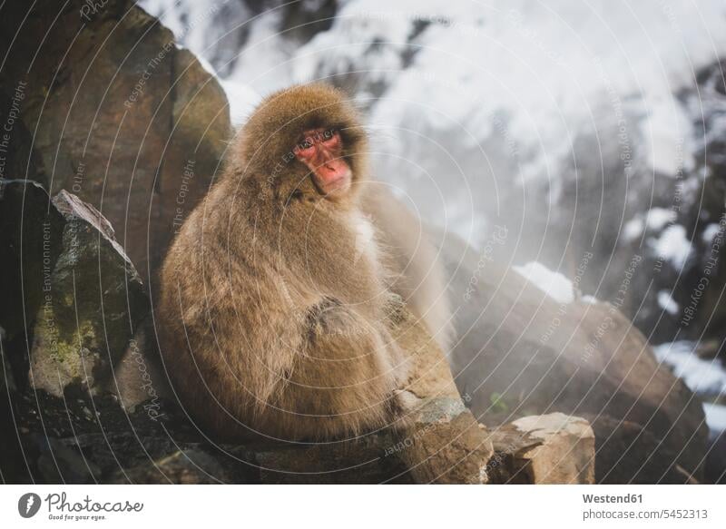Japan, Yamanouchi, Jigokudani Monkey Park, portrait of red-faced makak sitting Seated wild animal wild animals Animal In Wild Animals In Wild one animal 1