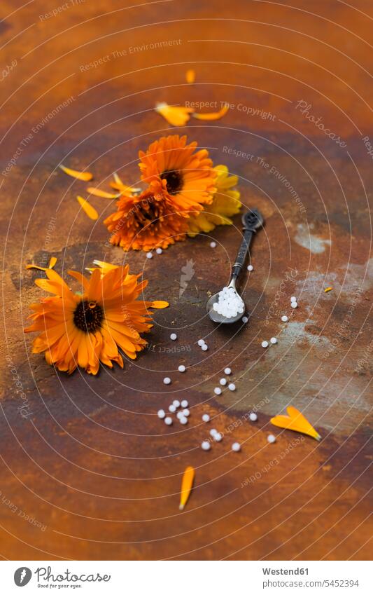 Blossoms of Pot Marigold, spoon and globules on rusty ground medication drugs Medicines medicament Calendula officinalis Pot Marigolds orange homeopathy