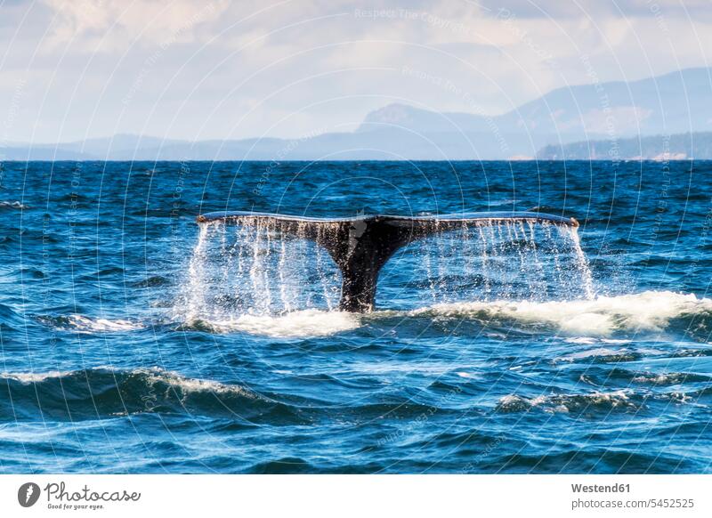 Canada, British Columbia, Strait of Juan de Fuca, Humpback Whale, tail Juan de Fuca Provincial Park sea ocean animal world fauna animal themes day daylight shot