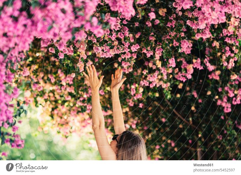Woman reaching for pink blossoms in park flowering blooming woman females women Adults grown-ups grownups adult people persons human being humans human beings