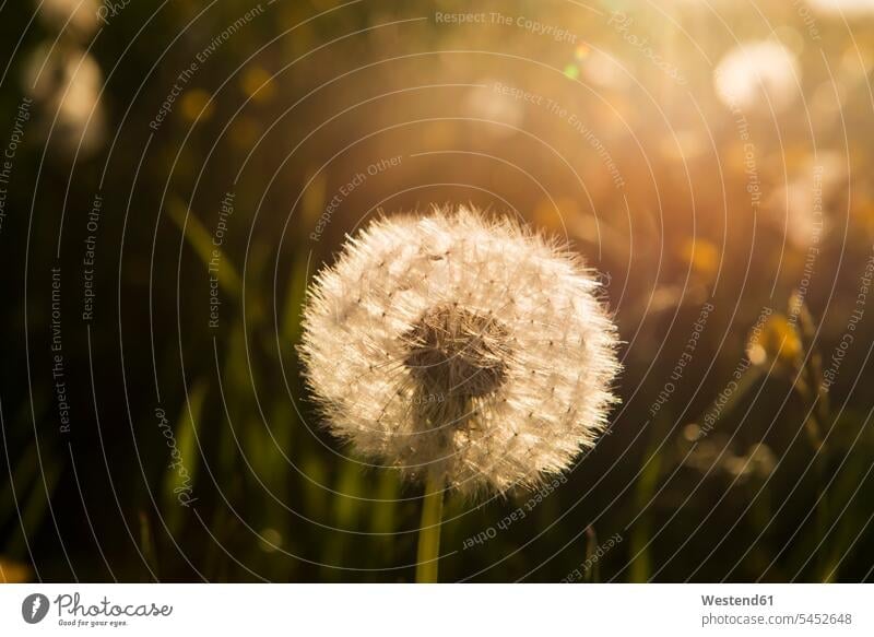 Blowball at sunset, close-up beauty of nature beauty in nature outdoors outdoor shots location shot location shots white evening sun setting sun flowering