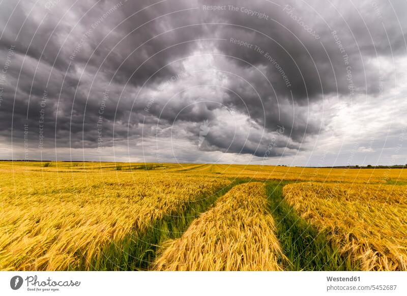 UK, Scotland, East Lothian, field of barley with tractor tracks copy space Hordeum Vulgare tranquility tranquillity Calmness Cereal Cereals grain day