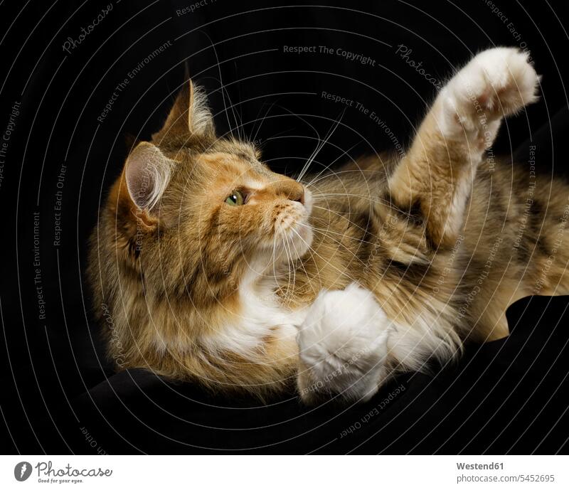 Maine Coon lying in front of black background reaching out paw inquisitive inquisitiveness curious nosy inquisitively interested black backgrounds nobody