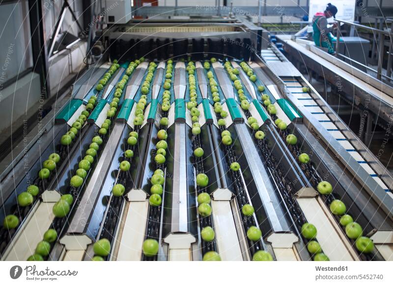 Green apples in factory being sorted Mixed Race Person mixed-race Person mixed race ethnicity indoors indoor shot Interiors indoor shots interior view machine