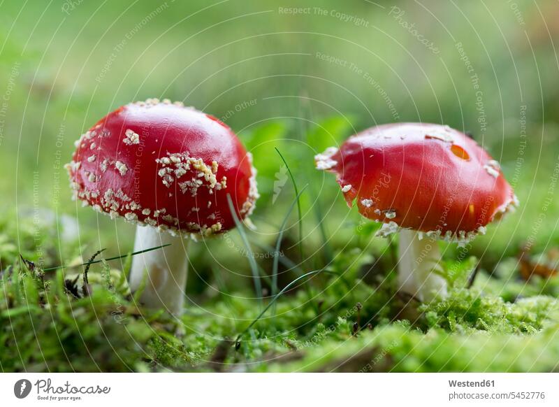 Two fly agarics nature reserve nature-sanctuaries protected area nature protection area preserve area nature-sanctuary Germany red mushroom mushrooms fungi