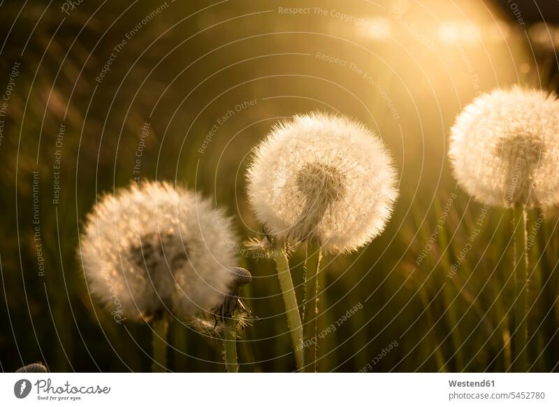 Dandelions on meadow in sunlight evening in the evening evening light tranquility tranquillity Calmness impermanence impermanent fugaciousness transience