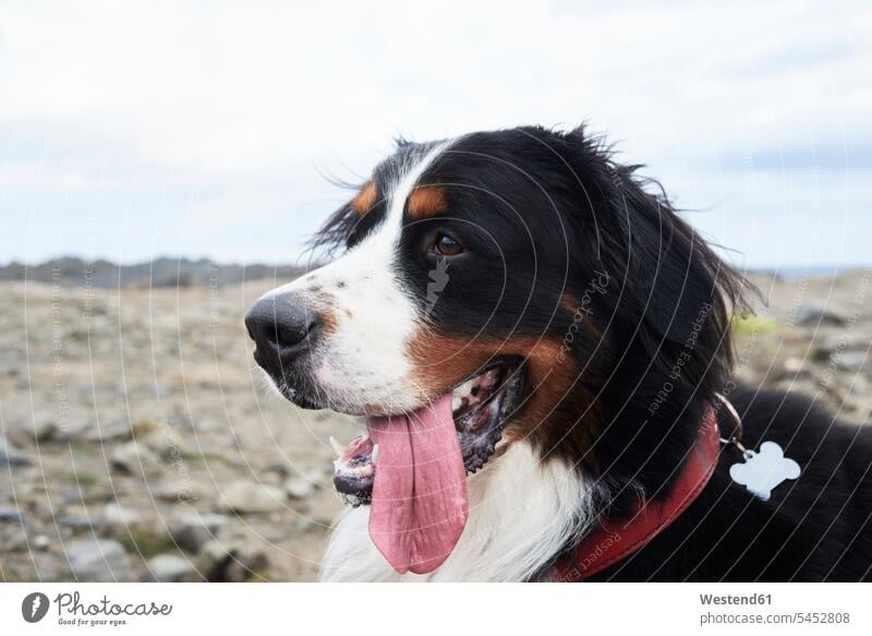 Portrait of a bernese mountain dog, tongue cloud clouds dog collar dog collars side view sideview View From Side day daylight shot daylight shots day shots
