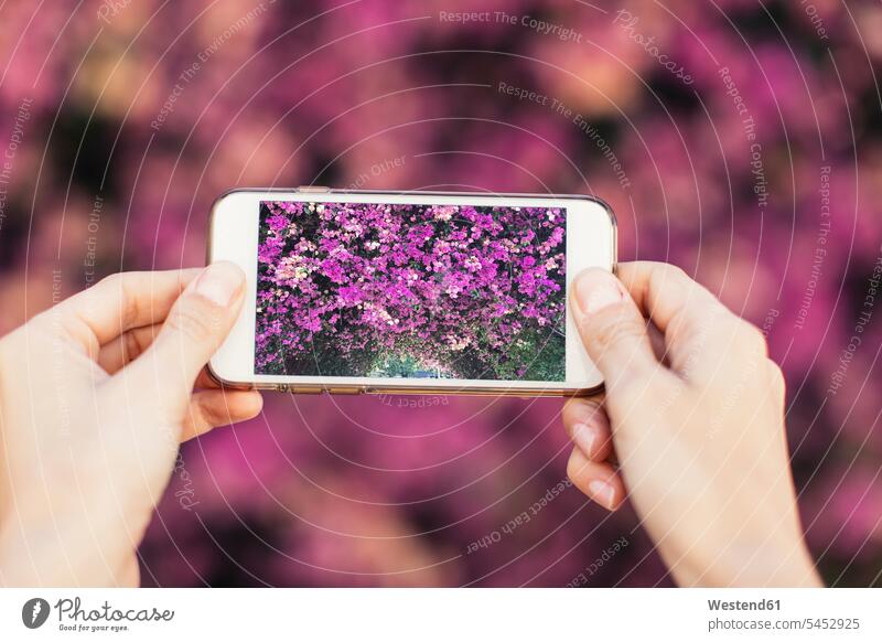 Woman's hands taking cell phone picture of pink blossoms flowering blooming woman females women human hand human hands Adults grown-ups grownups adult people
