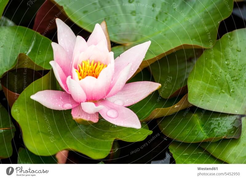 Wet pink water lily in a pond beauty of nature beauty in nature One Flower Single Flower Lily Pond outdoors outdoor shots location shot location shots
