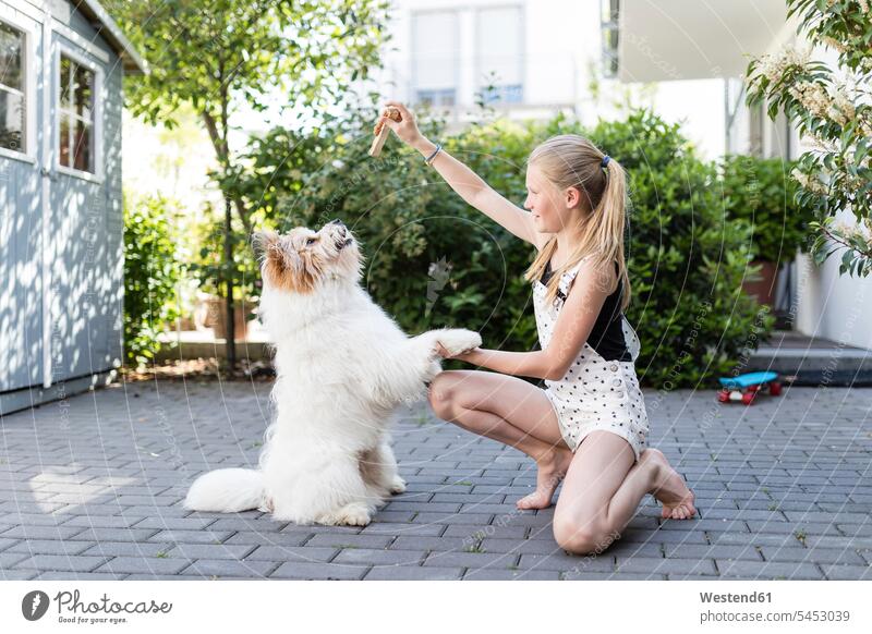 Girl playing with dog in the yard dogs Canine girl females girls pets animal creatures animals child children kid kids people persons human being humans