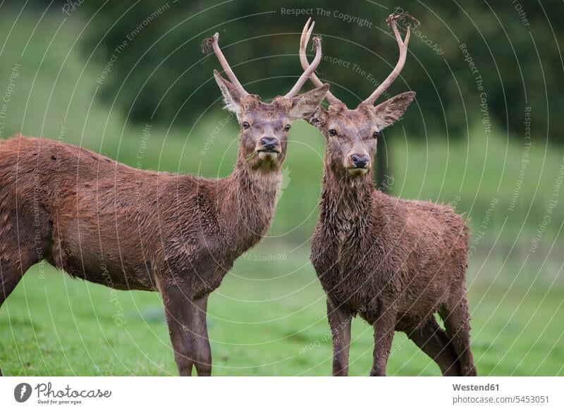 England, Red deers, Cervus elaphus standing Head Animal Heads equality animal world fauna two animals 2 2 animals copy space Meadow Meadows male Antler Antlers