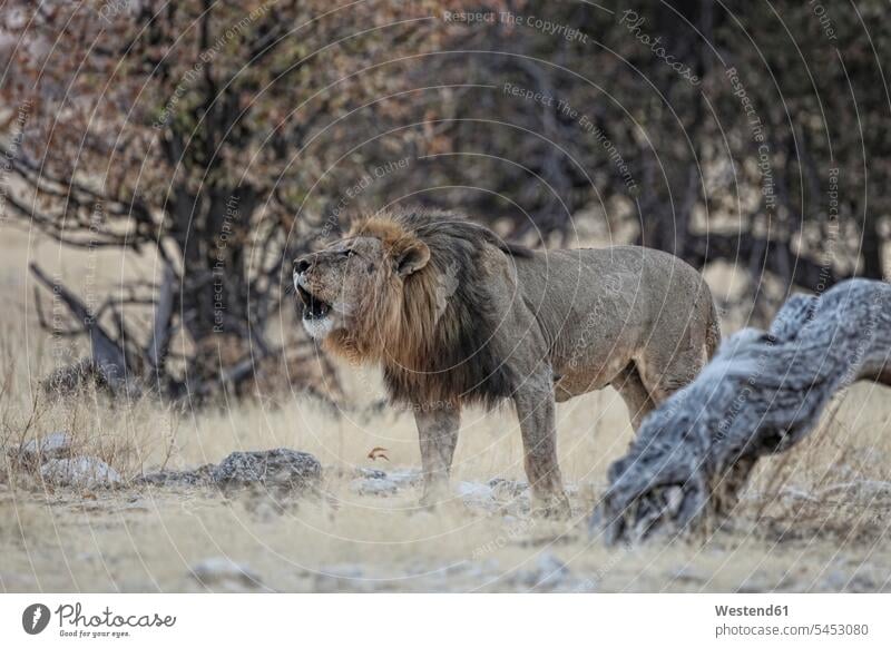 Namibia, Etosha National Park, roaring lion vegetation Republic of Namibia wild animal wild animals Animal In Wild Animals In Wild one animal 1 outdoors