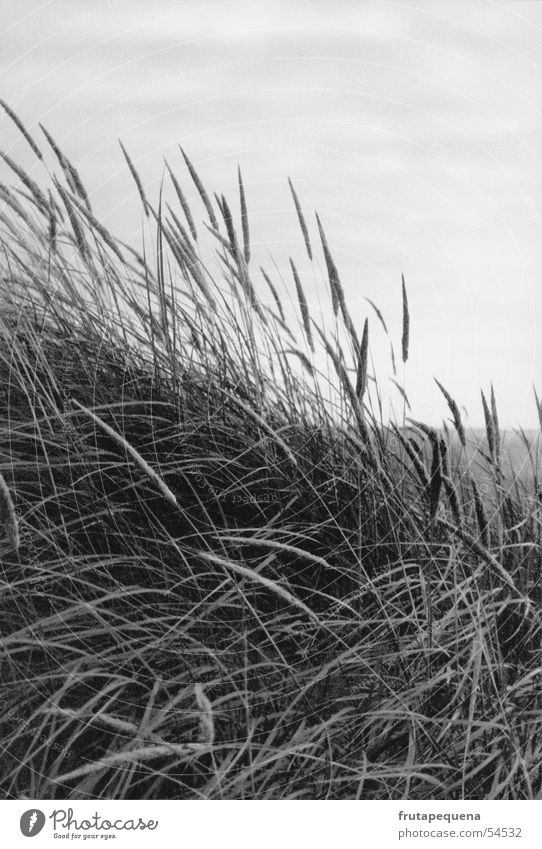 Beach grass on wading sea - a Royalty Free Stock Photo from Photocase