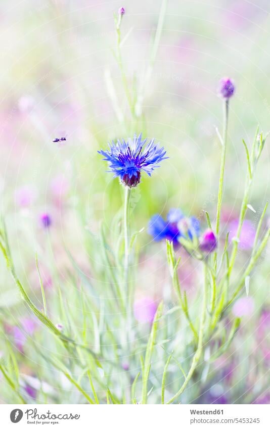 Flying bee and cornflower foraging outdoors outdoor shots location shot location shots wildlife Animal Wildlife wild life grass Grassy flowering blooming blue