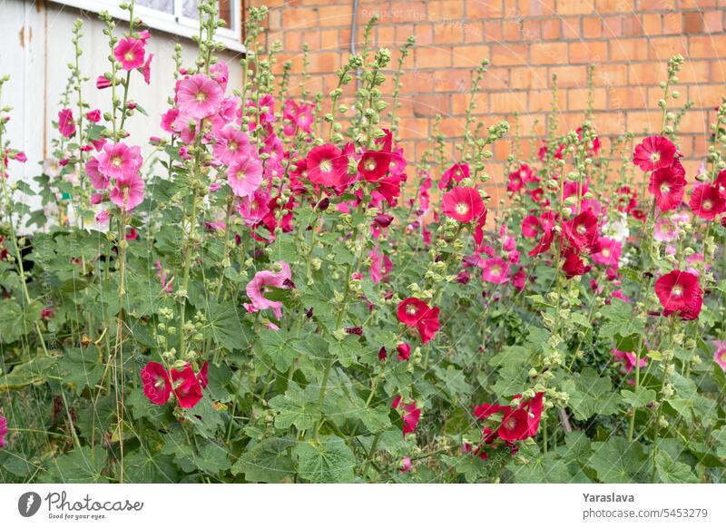 photo of blooming Hollyhocks flowers blooming outside photography nature plant hollyhock color image no people beauty bright outdoors garden pink color leaf