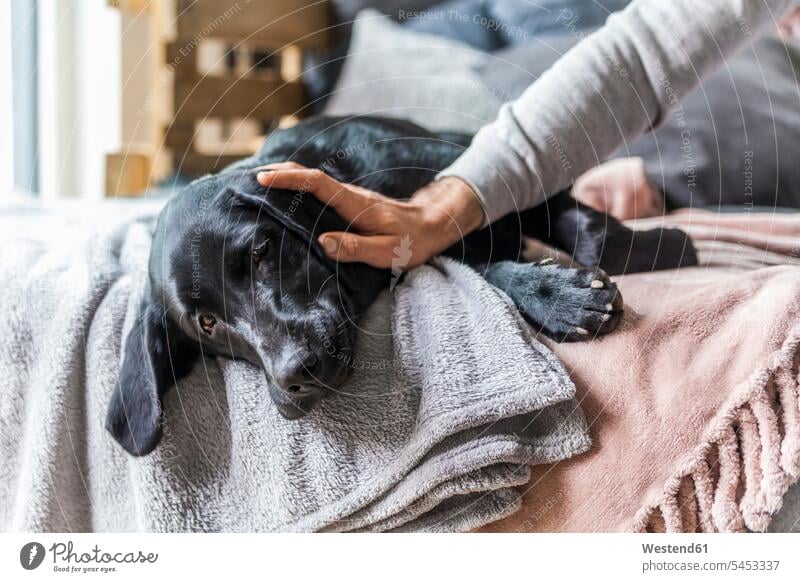 Man's hand stroking dog lying on the couch dogs Canine petting man men males pets animal creatures animals Adults grown-ups grownups adult people persons