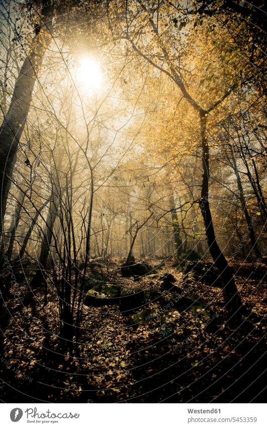 Italy, Piedmont, forest in sunlight atmosphere atmospheric mood moody Atmospheric Mood Vibe Idyllic mystical mysterious mystically nature natural world