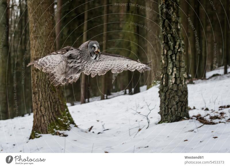 Czechia, Great grey owl, Strix nebulosa in forest nature natural world one animal 1 day daylight shot daylight shots day shots daytime animals in the wild