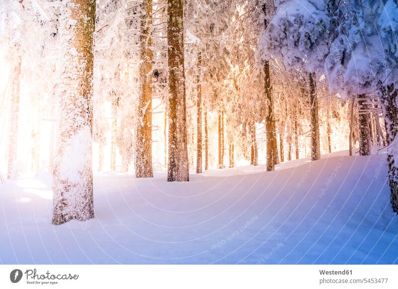 Germany, Baden-Wuerttemberg, snow-covered trees at Black forest near Mummelsee pristine Baden-Wurttemberg outdoors outdoor shots location shot location shots