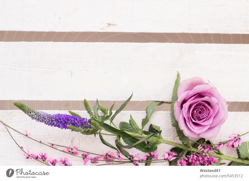 Floral arrangement with pink rose blossom on white wood Arrangement Positioning Positionings Arrangements decorative decoratively stalk Stipes Plant Stem stalks