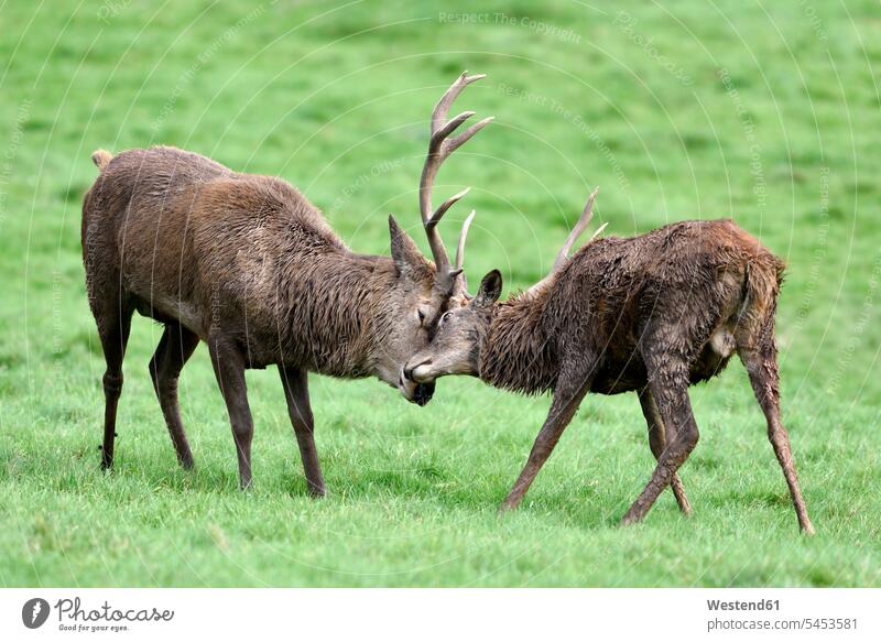 England, two red deer fighting, Cervus elaphus mating season pairing season two animals 2 2 animals Meadow Meadows male Antler Antlers territorial fight
