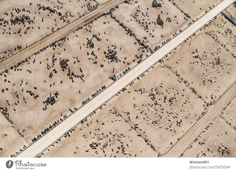 USA, Aerial photograph of Beef Cattle feed lot near Greeley, Colorado structure textures structures copy space rural country countryside day daylight shot