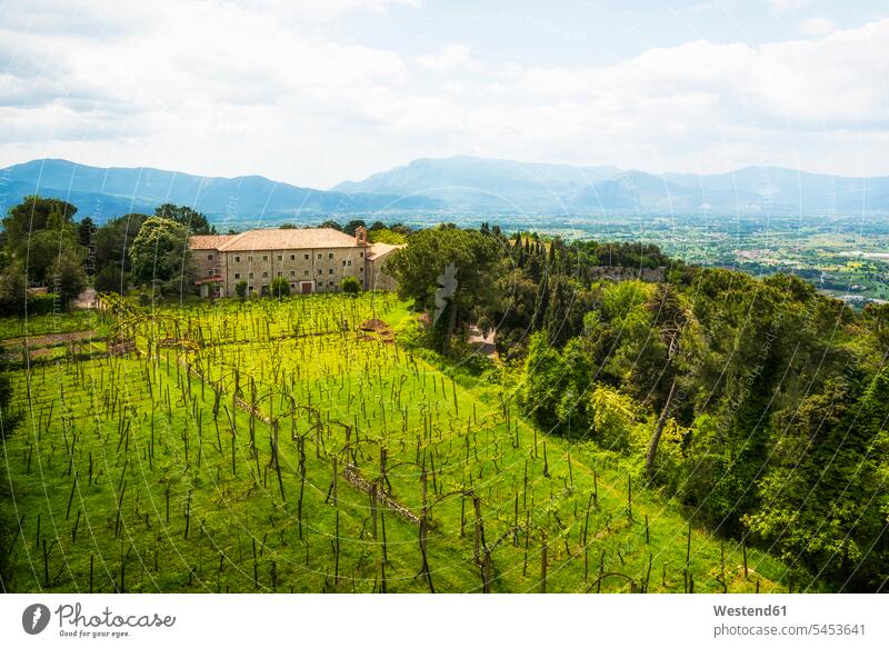 Italy, Lazio, Province of Frosinone, vineyard near Cassino wine-growing district wine-growing districts wine estate wine farm rural country countryside
