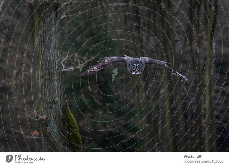 Czechia, Great grey owl, Strix nebulosa in forest flying nature natural world animal themes wildlife Animal Wildlife wild life great grey owl strix nebulosa