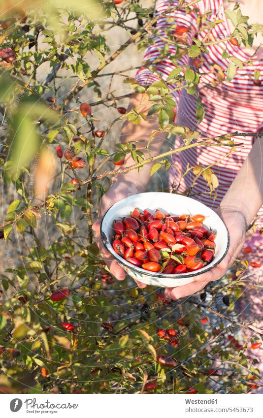 Woman picking rosehips caucasian caucasian ethnicity caucasian appearance european European Part Of partial view cropped holding outdoors outdoor shots