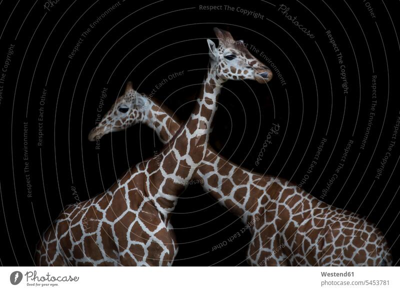 Two reticulated giraffes in front of black background black backgrounds bonding community bicolored two colored two coloured bicoloured two-tone