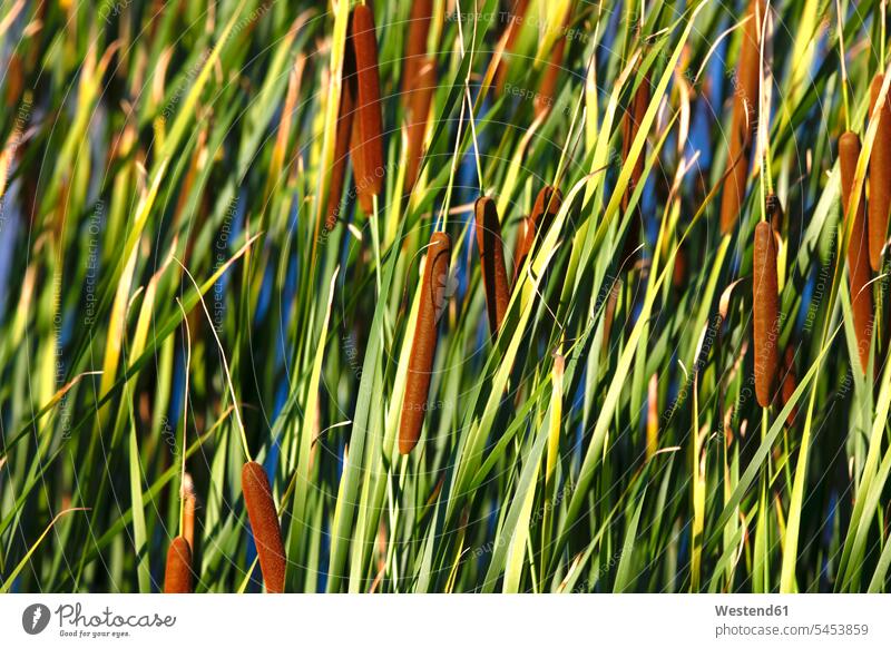 Close-up of reed belt focus on foreground Focus In The Foreground focus on the foreground full frame Reed Reeds Cattail Bulrush outdoors outdoor shots
