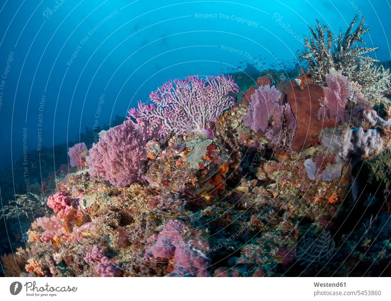 Indonesia, Bali, Nusa Lembongan, Reef with pink sea fans tropical Tropical Climate multi-coloured multicoloured multi colored Multi Coloured colorful various