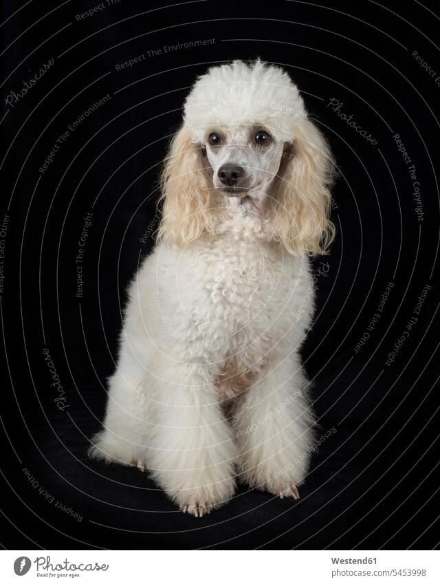 Portrait of white poodle sitting in front of black background animal creatures animals one animal 1 copy space loyalty looking away black backgrounds fidelity