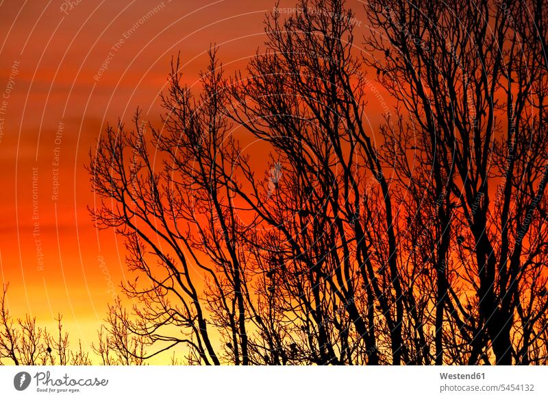 Germany, evening sky and trees in winter sunset sunsets sundown landscape landscapes scenery terrain without leaves tranquility tranquillity Calmness