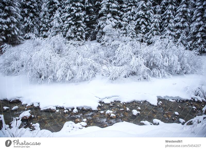 Austria, Salzburg State, Altenmarkt-Zauchensee, snowy bushes on a brook nobody forest woods forests Flowing Water water flowing snow-covered snow covered