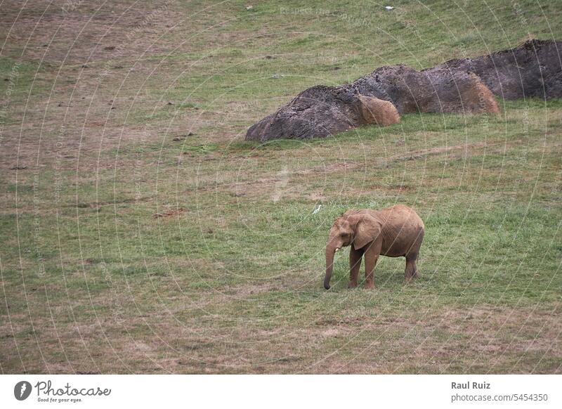 A lone elephant on the green meadow animal africa african front huge ivory large majestic mammal safari teeth walk wildlife africana bull loxodonta sand soil