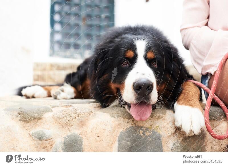 Portrait of a bernese mountain dog lying on the ground with a tired faced dogs Canine animal portrait animal portraits pets creatures animals Dog Lead break