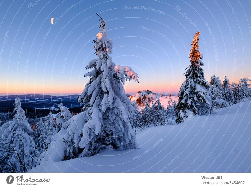 Germany, Bavaria, Bavarian Forest in winter, Great Arber, snow-capped spruces in the morning Lower Bavaria vastness wide Broad Far copy space wideness