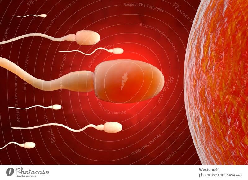 Sperm trying to reach an egg cell, 3D Rendering motion Movement moving 3d Illustration 3D-Rendering competition competing close-up close up closeups close ups