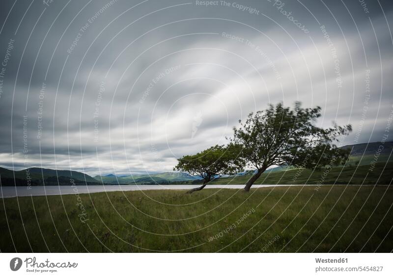 UK, Scotland, tilted trees at Trossachs National Park nobody cloud cover cloudy sky clouded sky National Parks rural scene Non Urban Scene Sea ocean Tree Trees