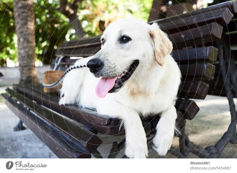 Dog relaxing on bench nobody lying on front face-down prone position laying on front honest good break relaxed relaxation looking away panting