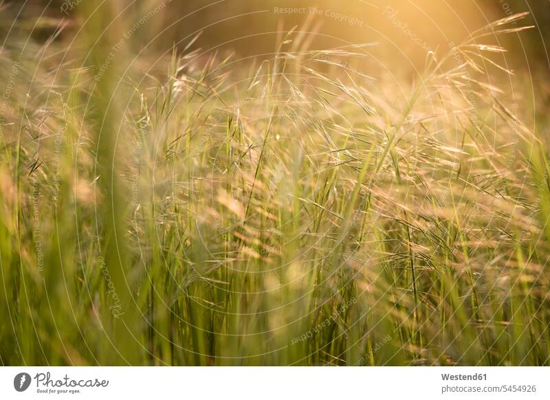 Grass on field in sunlight vegetation tall grass sunshine Sunny Day sunny Italy Meadow Meadows rural country countryside summer summer time summery summertime